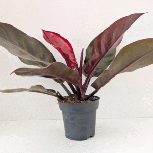 Filodendron Cherry