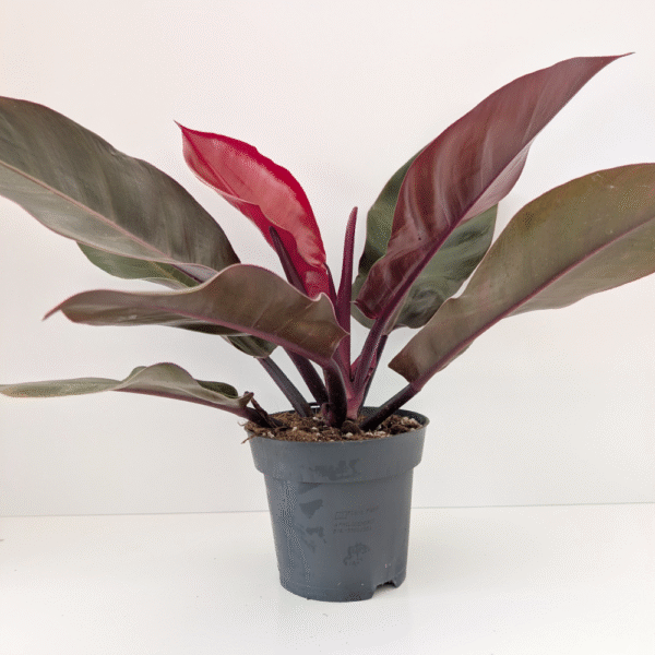 Filodendron Cherry Filodendron Cherry