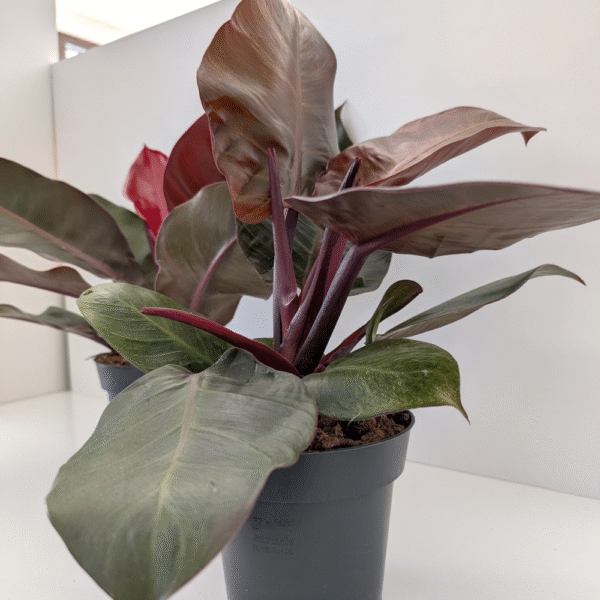 Filodendron Cherry