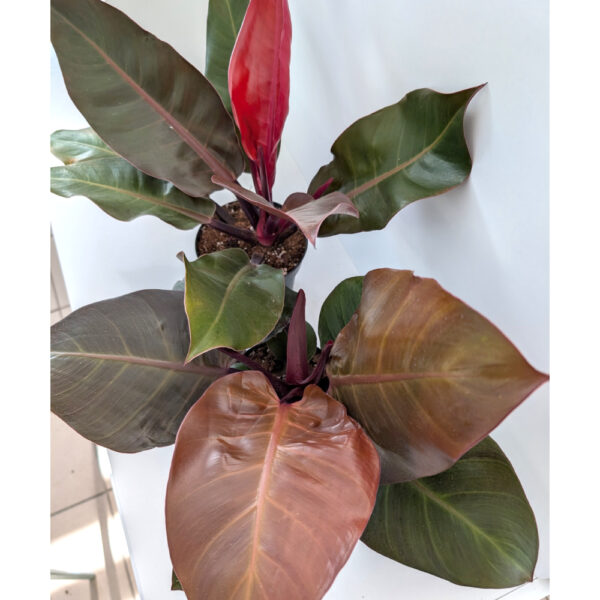 Filodendron Cherry