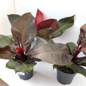 Filodendron Cherry