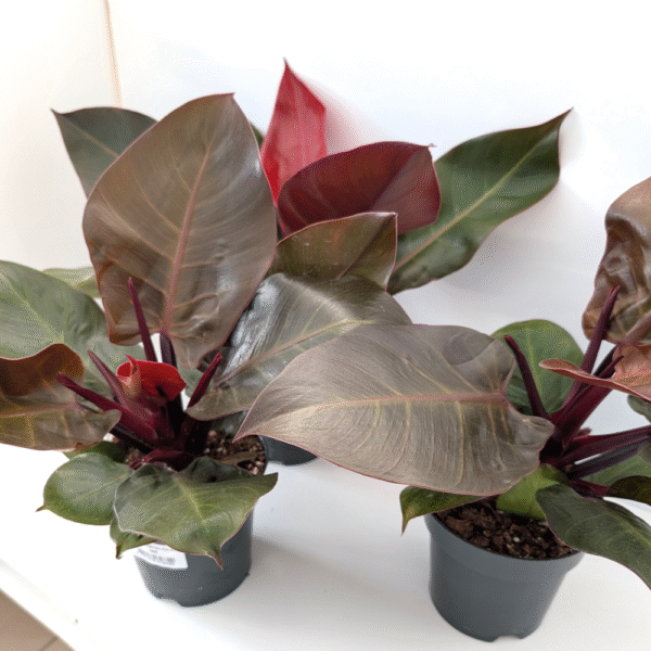 Filodendron Cherry