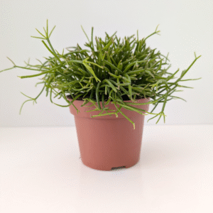 Rhipsalis baccifera Oasis-patyczak