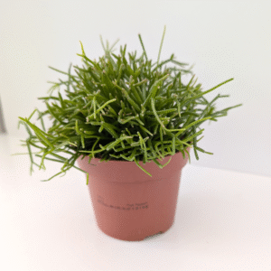 Rhipsalis baccifera Oasis-patyczak