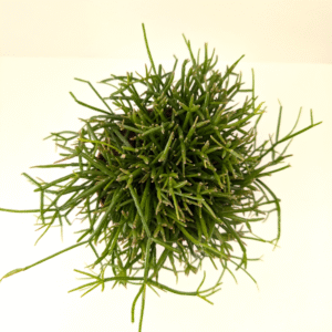 Rhipsalis baccifera Oasis-patyczak