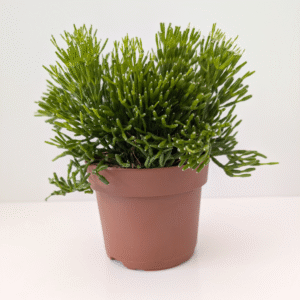 Rhipsalis Hatiora (patyczak)