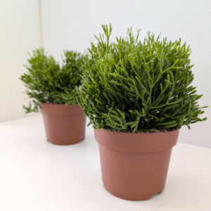 Rhipsalis Hatiora (patyczak)