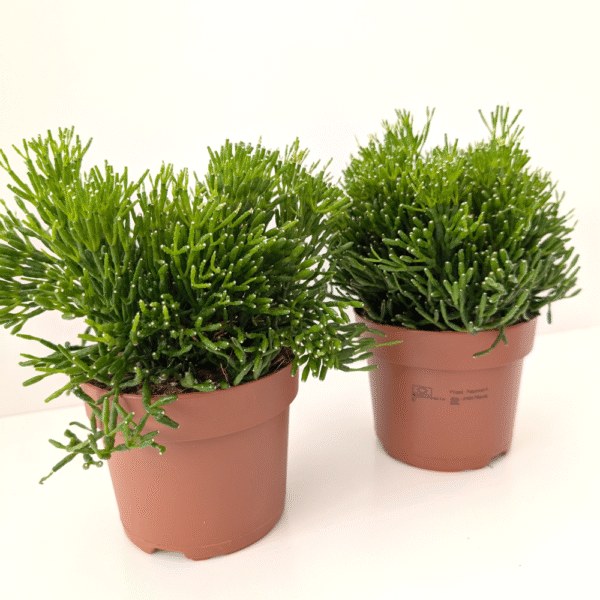 Rhipsalis Hatiora (patyczak)