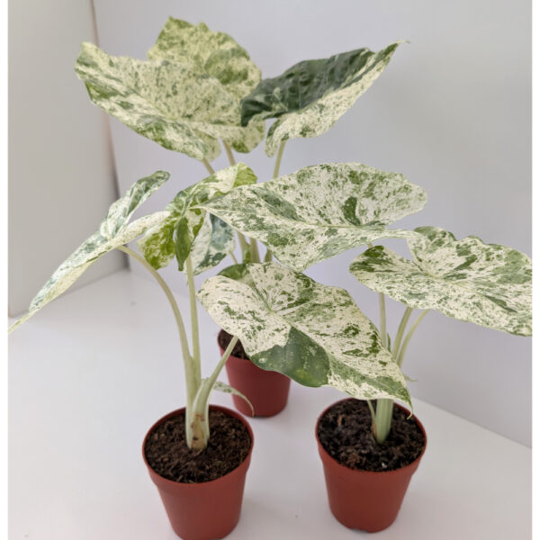 Alokazja Odora Batik variegata Alokazja Odora Batik variegata