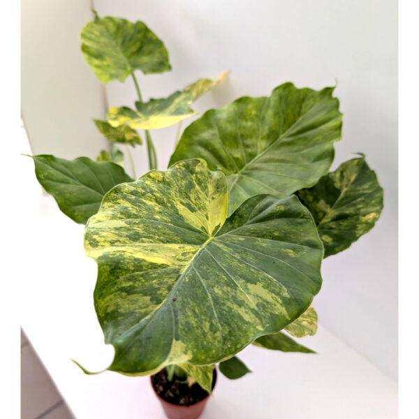 Alocasia Odora variegata Yellow Alocasia Odora variegata Yellow