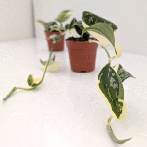 Scindapsus Mayari Variegata