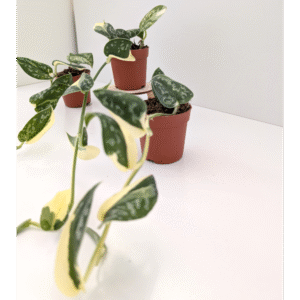 Scindapsus Mayari Variegata