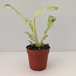 Epipremnum Giganteum variegata