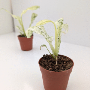 Epipremnum Giganteum variegata