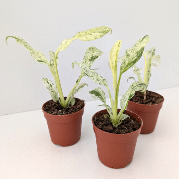 Epipremnum Giganteum variegata Epipremnum Giganteum variegata
