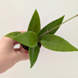 Hoya Parasitica Red Leaf