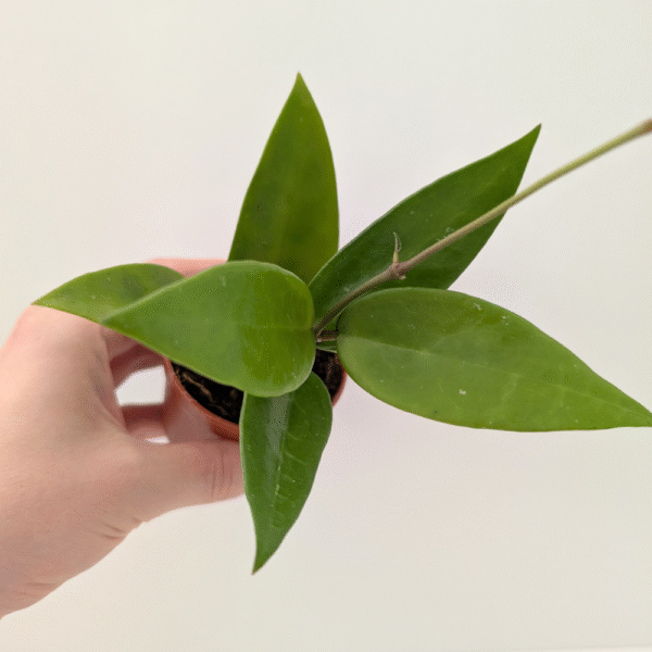 Hoya Parasitica Red Leaf