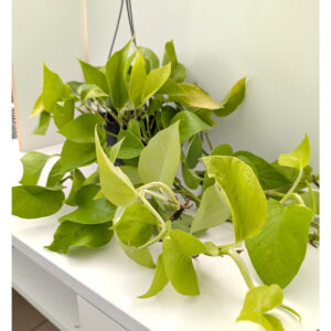 Epipremnum Neon (Golden Pothos)