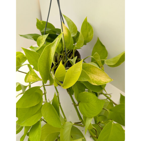 Epipremnum Neon (Golden Pothos)