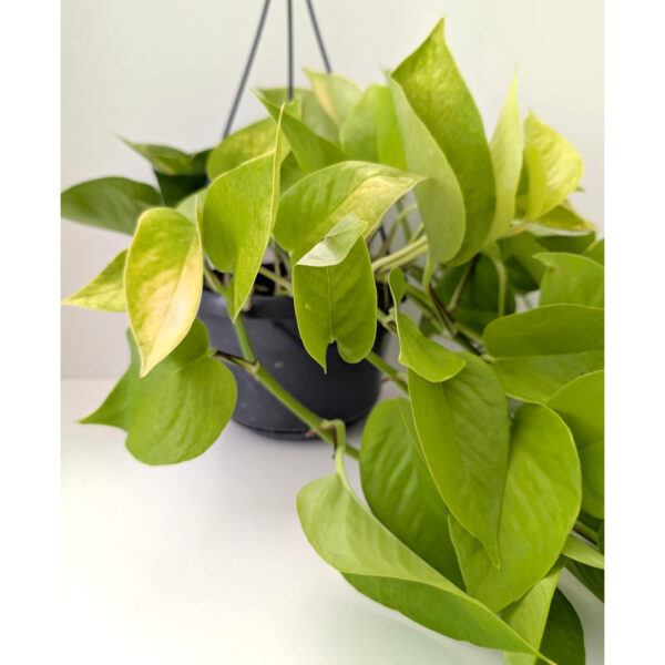Epipremnum Neon (Golden Pothos)