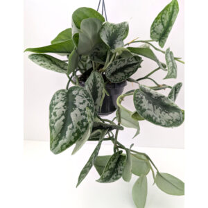 Scindapsus pictus Trebie (Scindapsus pstry)