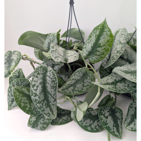 Scindapsus pictus Trebie (Scindapsus pstry) Scindapsus pictus Trebie (Scindapsus pstry)