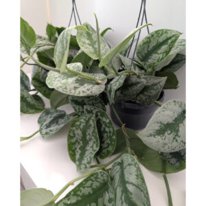 Scindapsus pictus Trebie (Scindapsus pstry)