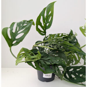 Monstera Obliqua