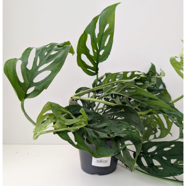 Monstera Obliqua