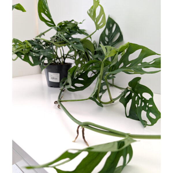 Monstera Obliqua Monstera Obliqua