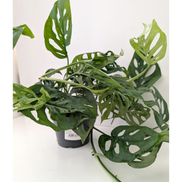Monstera Obliqua