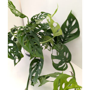 Monstera Obliqua