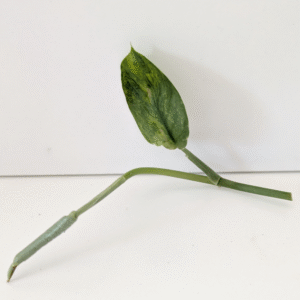 Scindapsus Jade Satin Aurea Variegata szczyt