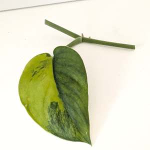 Scindapsus Jade Satin Aurea Variegata pęd