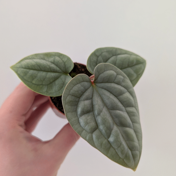 Anthurium Luxurians