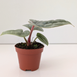 Anthurium Luxurians