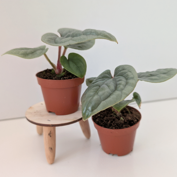 Anthurium Luxurians