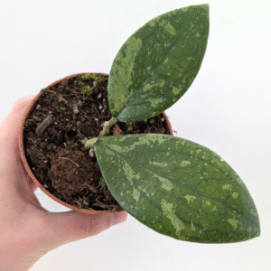 Hoya Aff Vitellina
