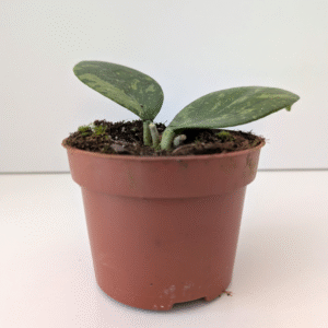 Hoya Aff Vitellina