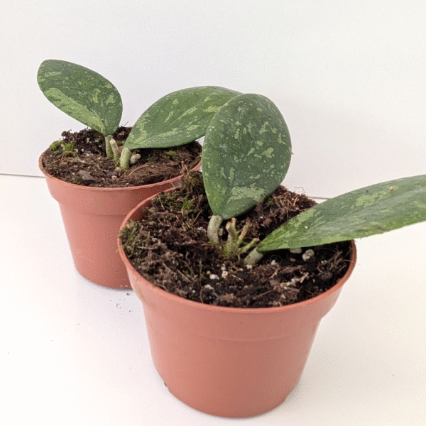 Hoya Aff Vitellina