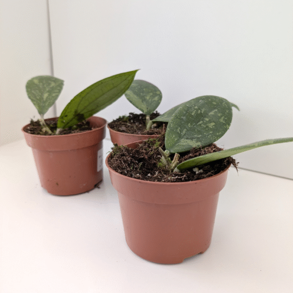 Hoya Aff Vitellina