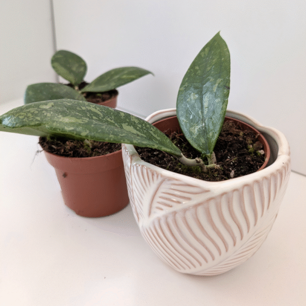 Hoya Aff Vitellina