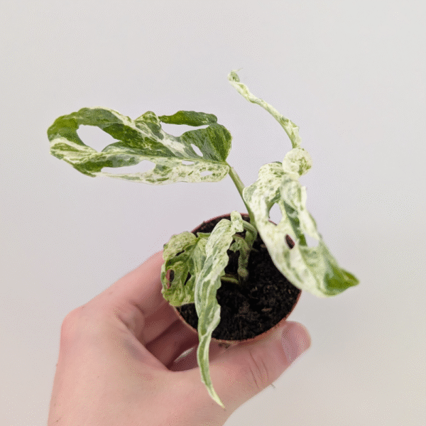 Monstera Frozen Freckles baby