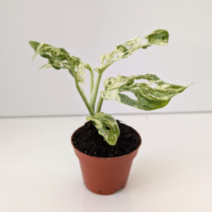 Monstera Frozen Freckles baby