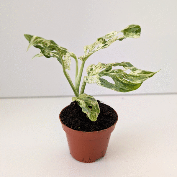 Monstera Frozen Freckles baby