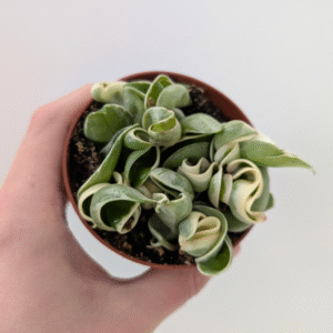 Hoya compacta variegata