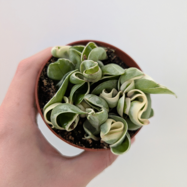 Hoya compacta variegata