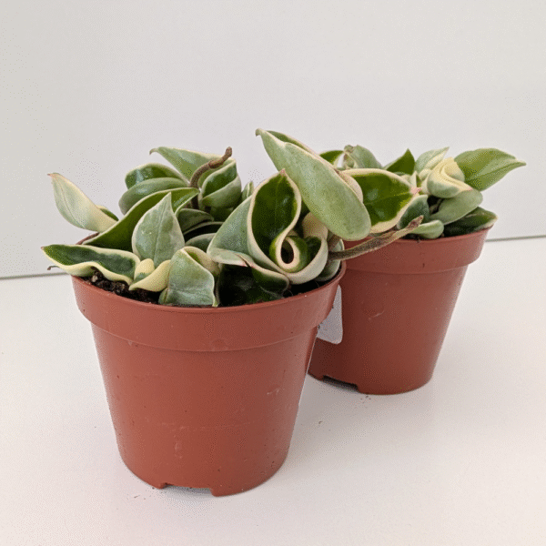 Hoya compacta variegata Hoya compacta variegata