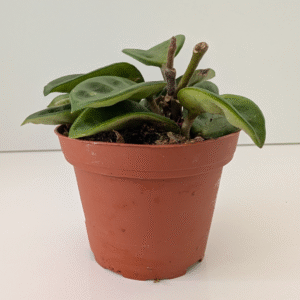 Hoya carnosa Krinkle 8