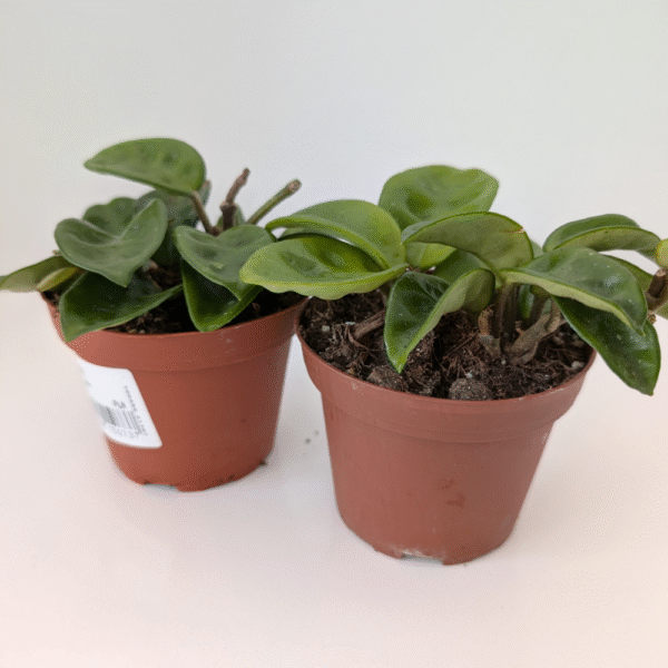 Hoya carnosa Krinkle 8